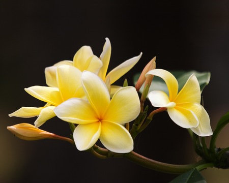 Frangipani2