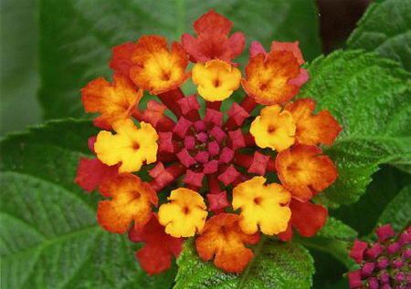 Lantana