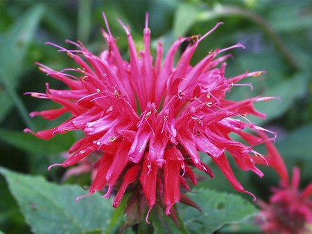 Monarda didyma