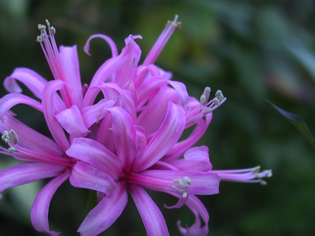 Nerine