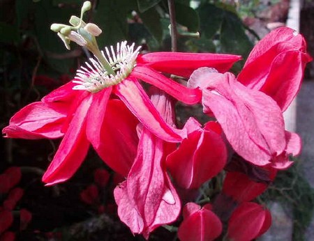 Passiflora racemosa