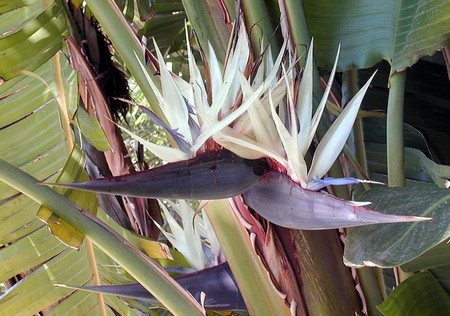Strelitzia, uccello del Paradiso