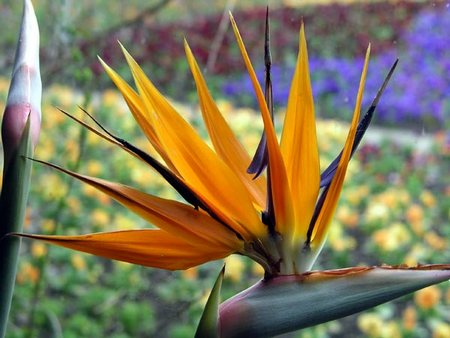 Strelitzia