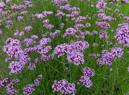 Verbena bonariensis