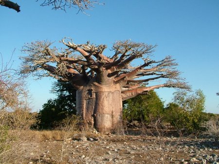 Baobab, l'albero della vita