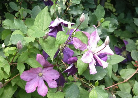 clematis