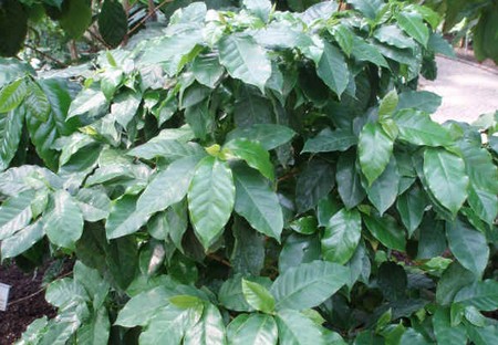 coffea-robusta