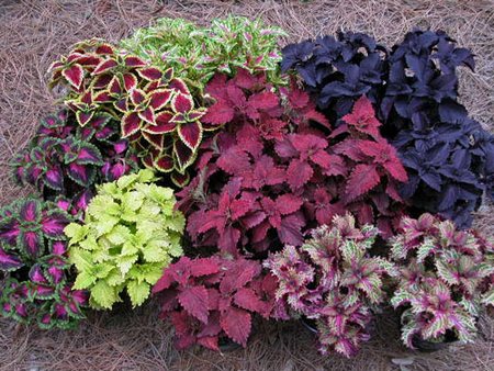 coleus-blumei