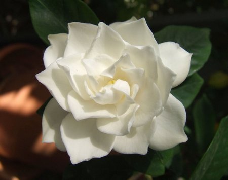 La gardenia, il fiore d'Ottobre