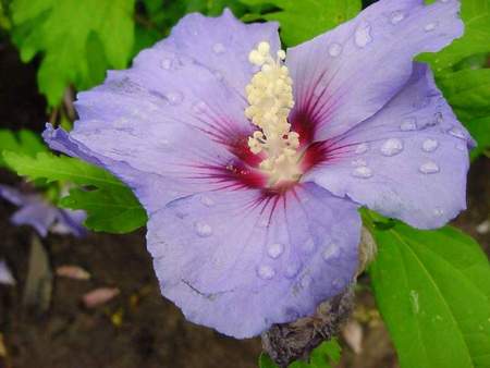 hibiscus syriacus