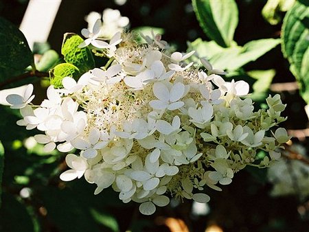 hydrangea_paniculata_2c6