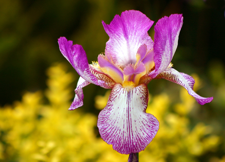 Iris, caratteristiche e cure