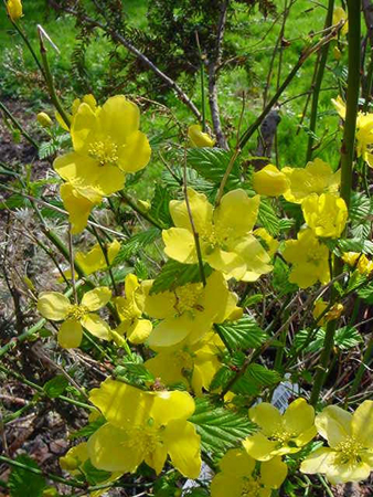 kerria japonica