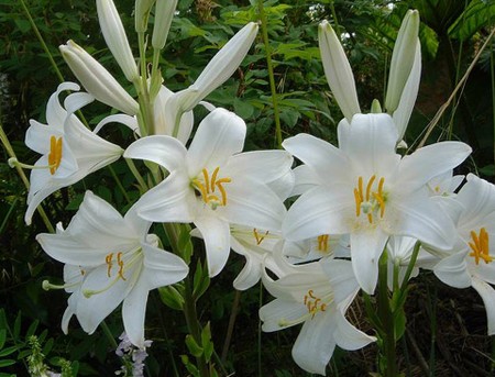 lilium