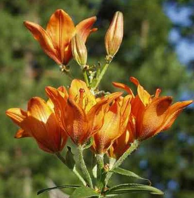 lilium_bulbiferum