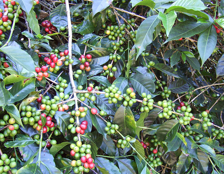 Coffea, la pianta del caffè (ma non solo)