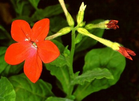 nicotiana rossa