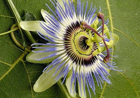 passiflora_cerulea