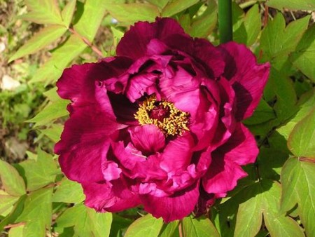 peonia-arborea