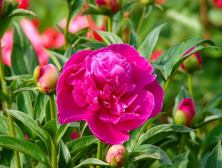 peonia