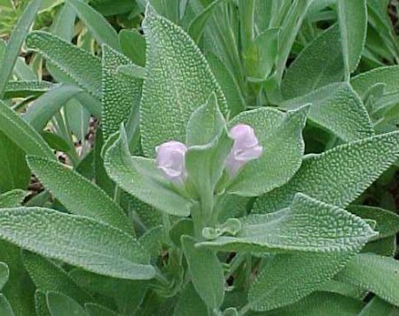 salvia-officinalis