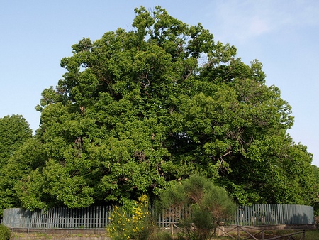 castagno dei cento cavalli