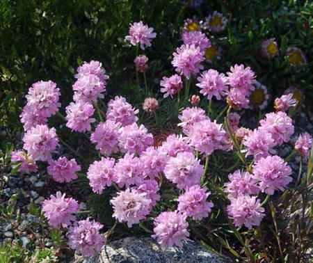 Armeria-juniperifolia