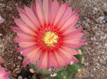 Astrophytum asterias, rote Bluete 03.jpg