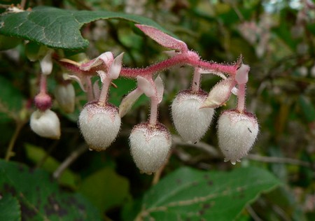 fiore gaultheria