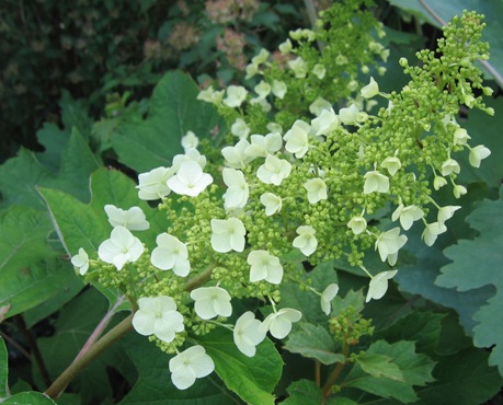 Hydrangea Quercifolia