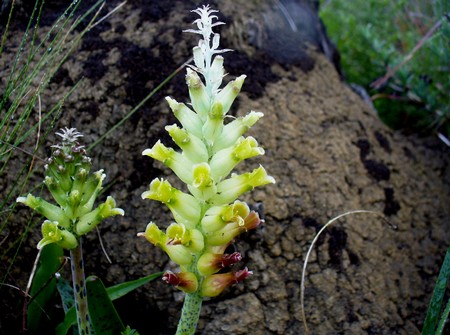 Lachenalia orchioides