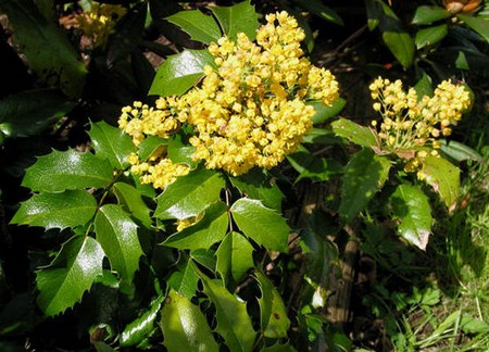 Mahonia aquifolium