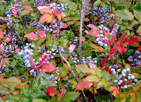 Mahonia aquifolium