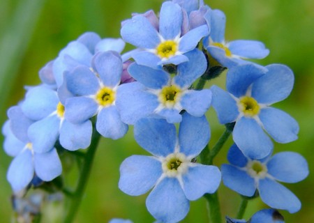 Dal Fiordaliso al Myosotis, i fiori azzurri