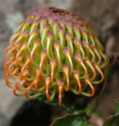 Protea, il fiore a forma di carciofo