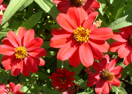 Zinnia