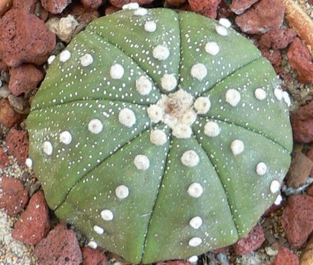 Astrophytum asterias