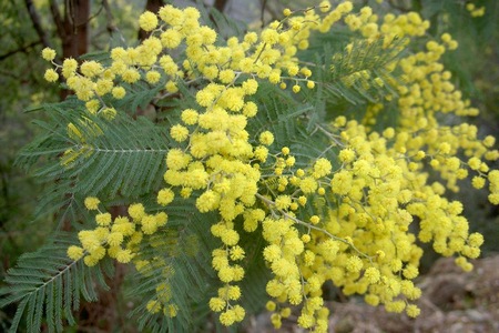 acacia_mimosa