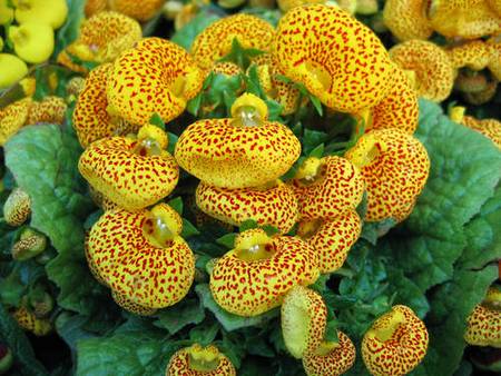 calceolaria