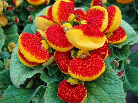 calceolaria