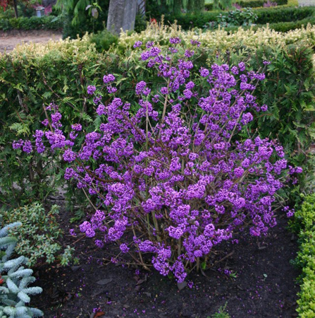 callicarpa