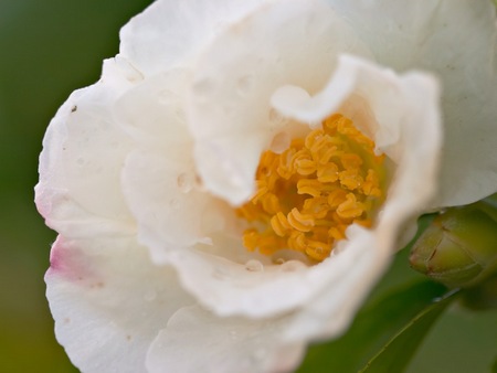 camelia sasanqua