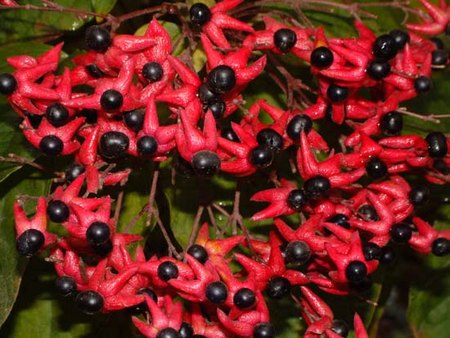 clerodendro