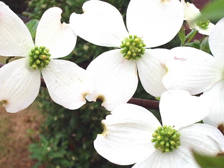 cornus