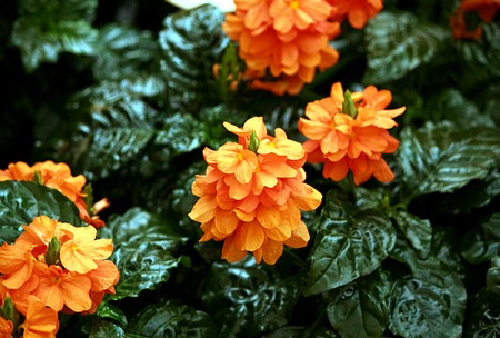 crossandra