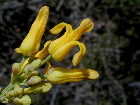 dicentra chrysanta