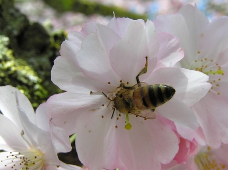 fiore di ciliegio