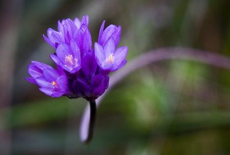 California Brodiaea