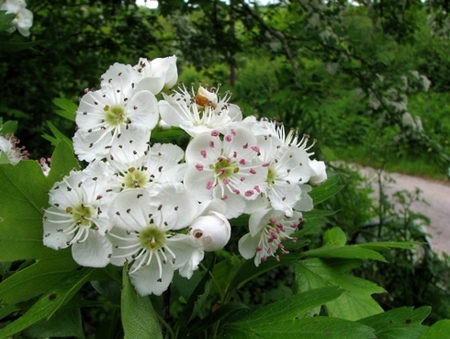 fiori di biancospino