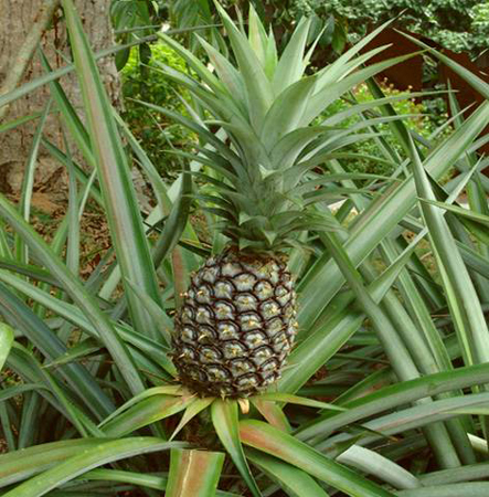 Piante ornamentali: l’ananas
